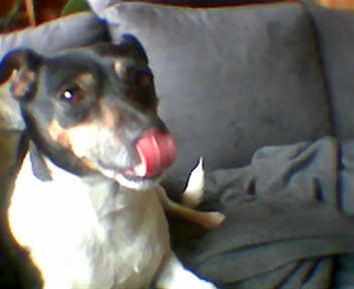 Dansk svensk gaardhund R.I.P. Zita billede 6