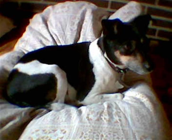 Dansk svensk gaardhund R.I.P. Zita billede 7