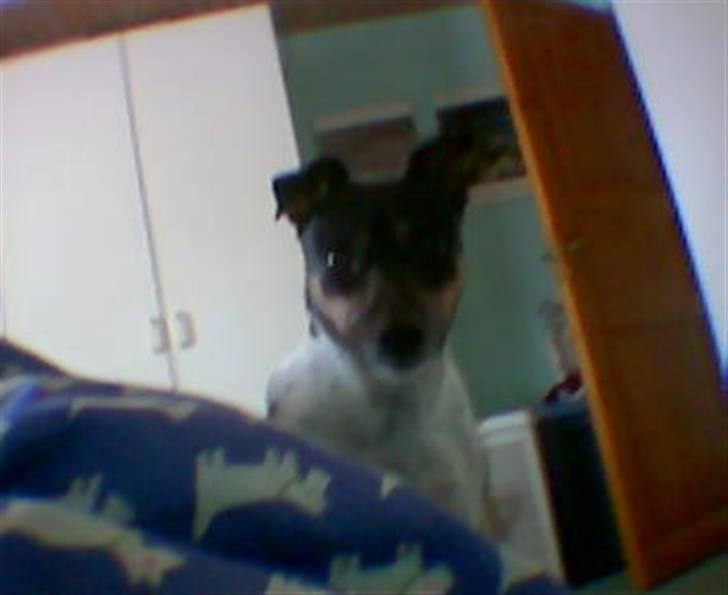 Dansk svensk gaardhund R.I.P. Zita billede 8