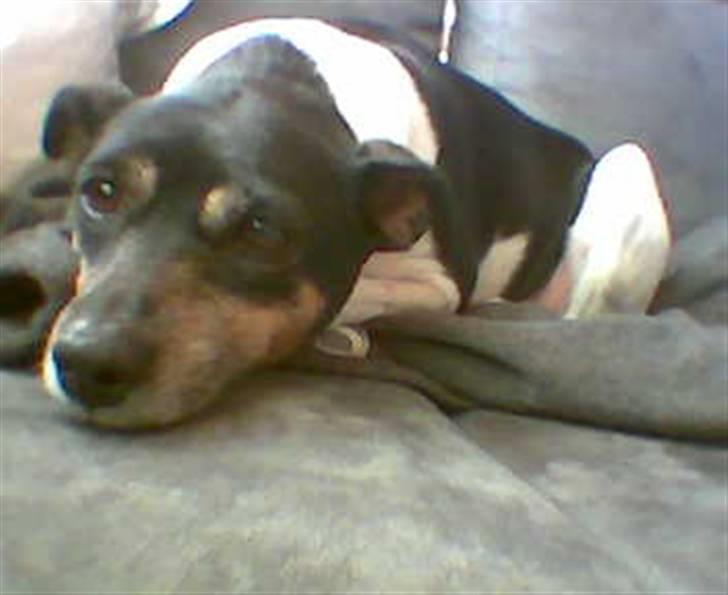 Dansk svensk gaardhund R.I.P. Zita billede 9