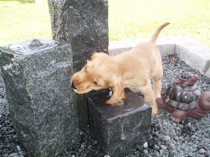 Cocker spaniel buster billede 3