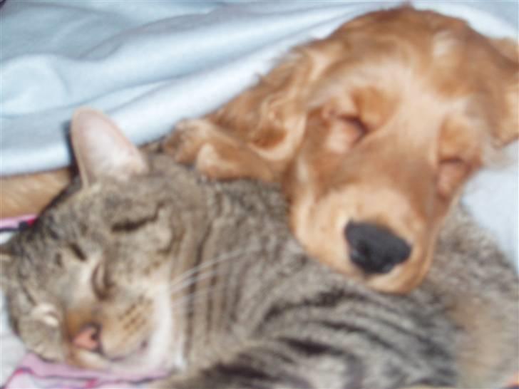 Cocker spaniel buster billede 4