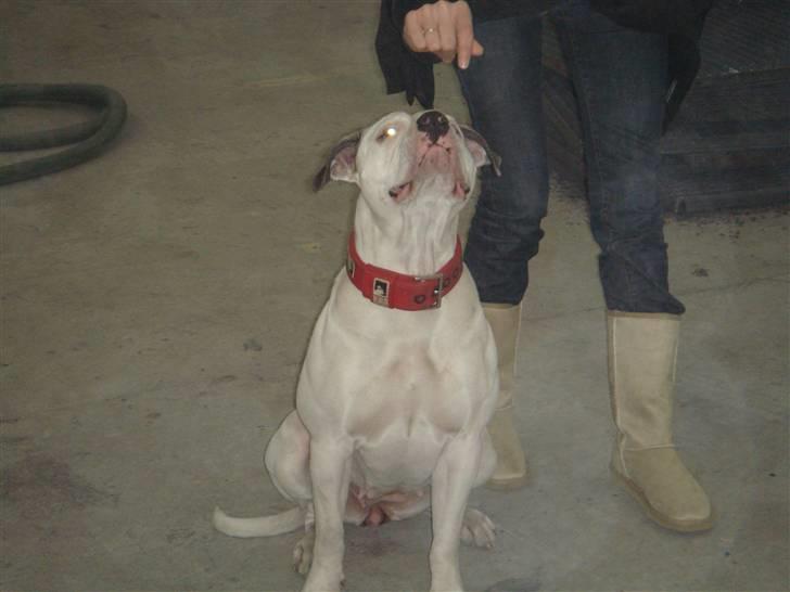 Amerikansk bulldog Chili - Godbid ? billede 4