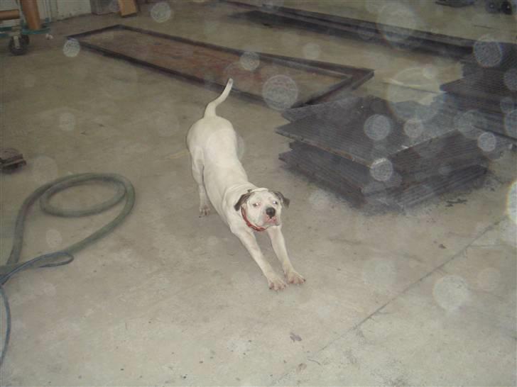 Amerikansk bulldog Chili - Uhh billede 5