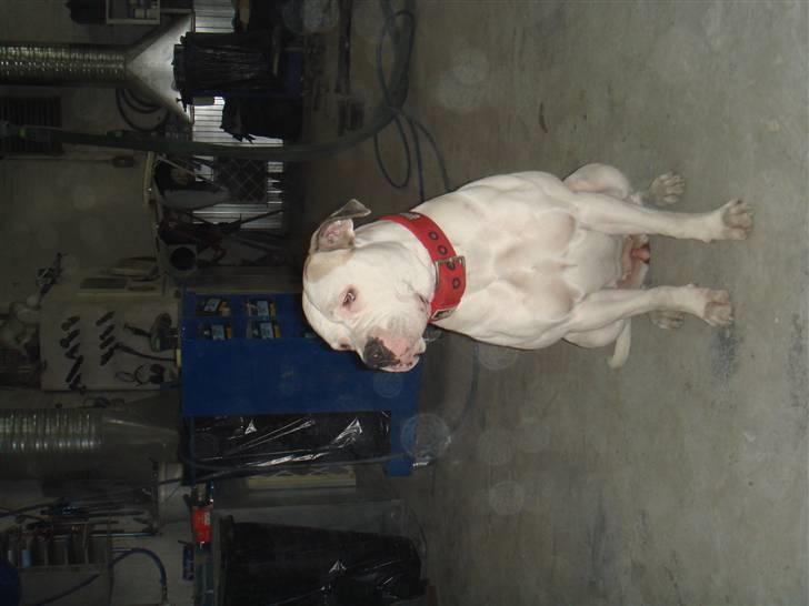 Amerikansk bulldog Chili - Se mig lige ;P billede 6