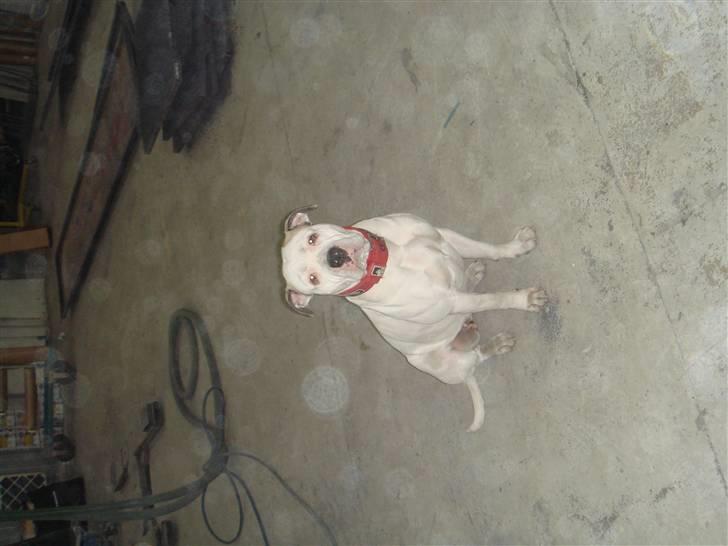 Amerikansk bulldog Chili - Hej jeg hedder Chili  billede 7