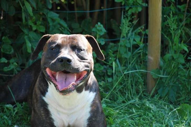 Blanding af racer Cody R.I.P billede 13