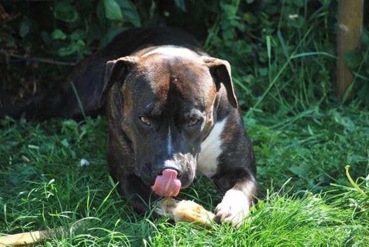 Blanding af racer Cody R.I.P billede 14