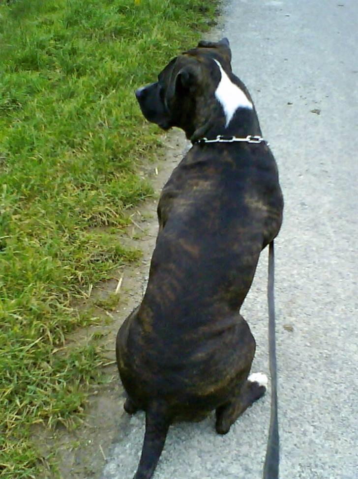 Blanding af racer Cody R.I.P billede 15