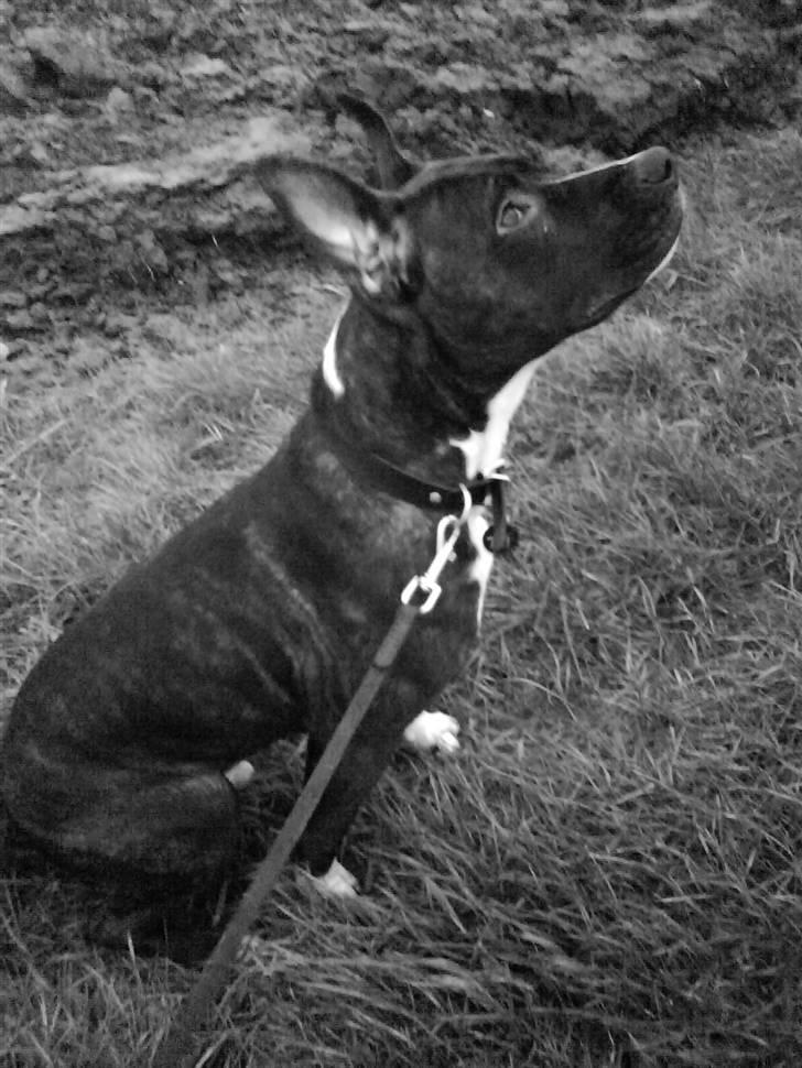 Blanding af racer Cody R.I.P billede 16