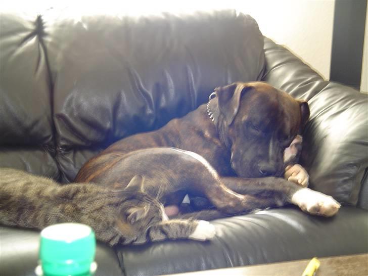 Blanding af racer Cody R.I.P - Cody og smith ligger og flyder i sofaen ( daglig beskæftigelse ) billede 17