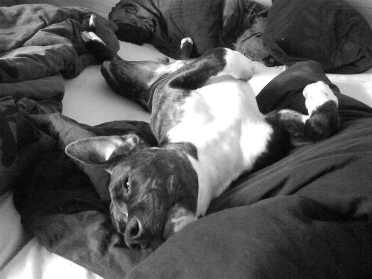 Blanding af racer Cody R.I.P billede 18