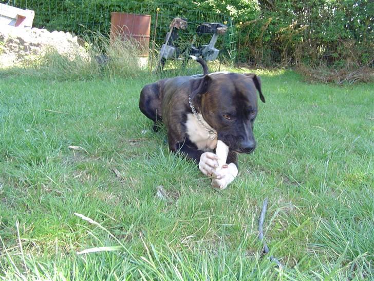 Blanding af racer Cody R.I.P - Cody med kødben i haven, mmm dejligt.. billede 19