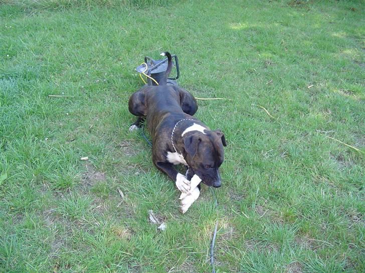 Blanding af racer Cody R.I.P - Cody med kødben i haven, mmm dejligt.. billede 20