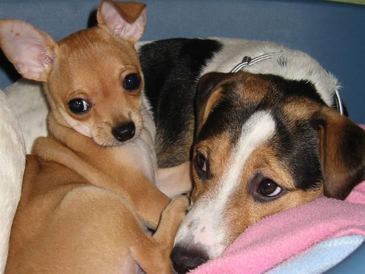 Chihuahua Ofelia - Så bliver jeg lige set lidt an.... af Hope billede 6