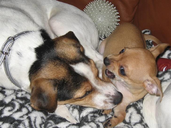 Chihuahua Ofelia - Elsker min søster Hope. Hun vil så gerne lege med mig .... jubiii...... billede 7