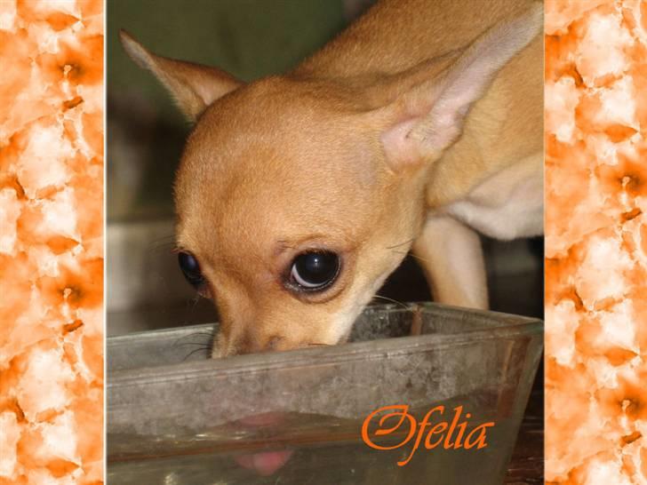 Chihuahua Ofelia billede 8