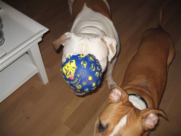 Blanding af racer Bosco R.I.P :( - hov hvor er mit Hoved billede 19