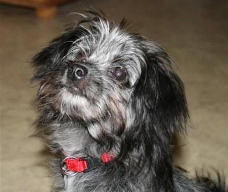 Blanding af racer Soffi billede 6