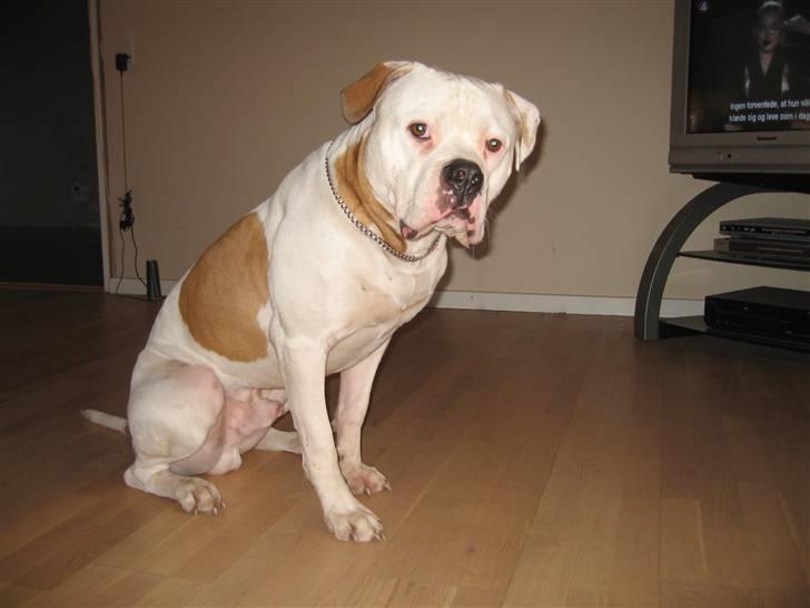 Blanding af racer Bosco R.I.P :( billede 20