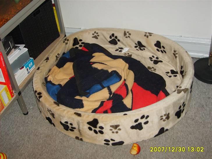 Golden retriever Trunte R.I.P 4/7-08 - Min nye hundekurv jeg fik i julegave. billede 19