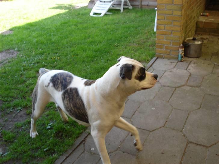 Amerikansk bulldog Aicha billede 18