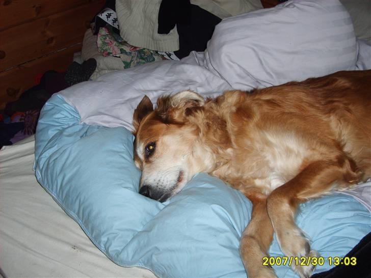 Golden retriever Trunte R.I.P 4/7-08 - slapper af i mors seng.. billede 20