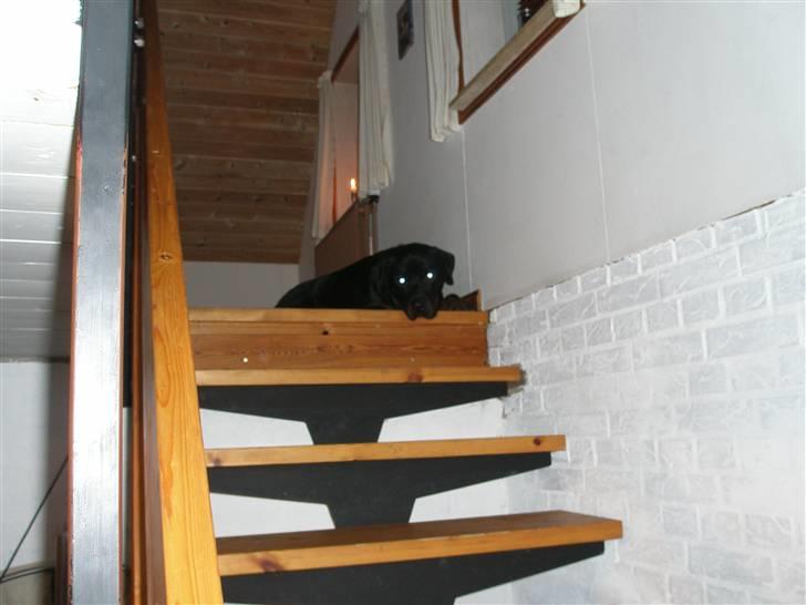 Rottweiler Rocky billede 12