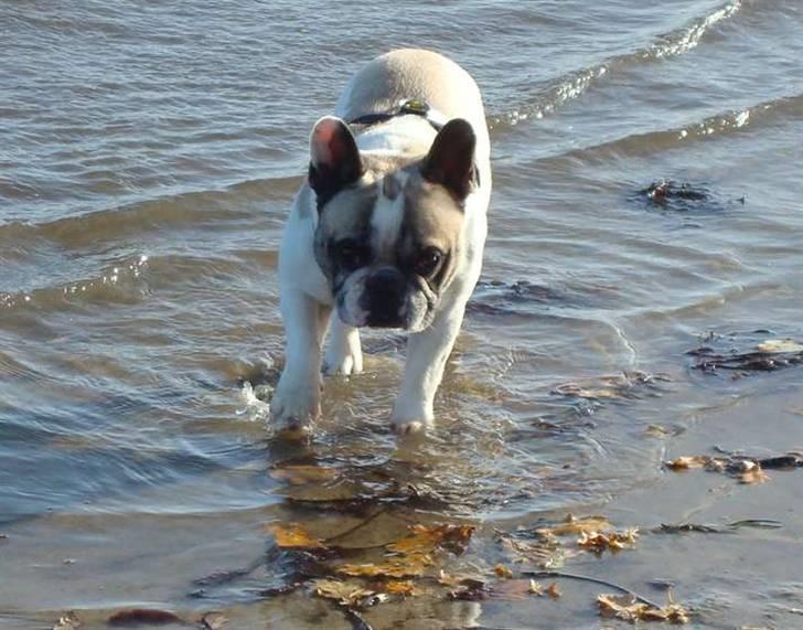 Fransk bulldog Oliver-Fawn De Los Tarant - Soppetur ved hesteskoen billede 11