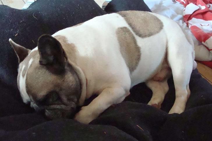 Fransk bulldog Oliver-Fawn De Los Tarant - oliver elsker at putte i sin "sækkestol" billede 12