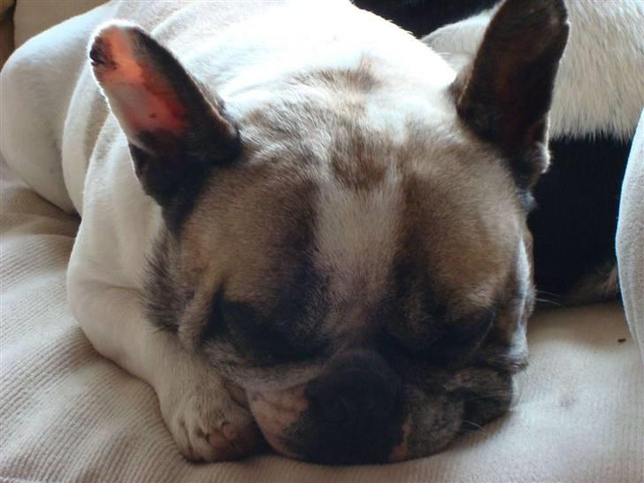 Fransk bulldog Oliver-Fawn De Los Tarant - Og i sofaen :-) billede 13