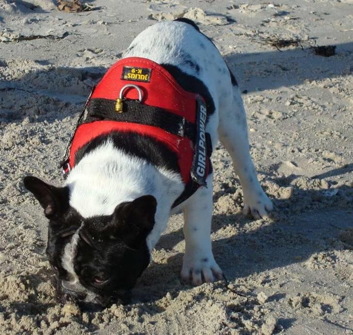 Fransk bulldog Ohio - Leg ved hesteskoen billede 11