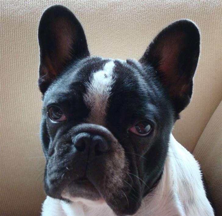 Fransk bulldog Ohio - Ohio, 5 måneder billede 12