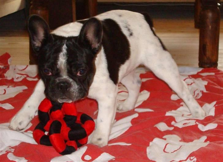 Fransk bulldog Ohio - Ohio leger med sin fødselsdagsgave billede 13