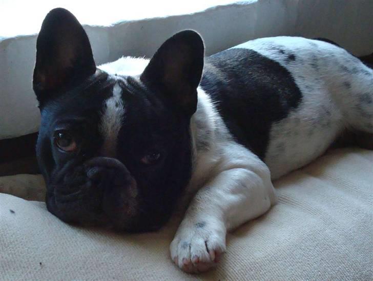 Fransk bulldog Ohio - Afslapning :-) billede 14