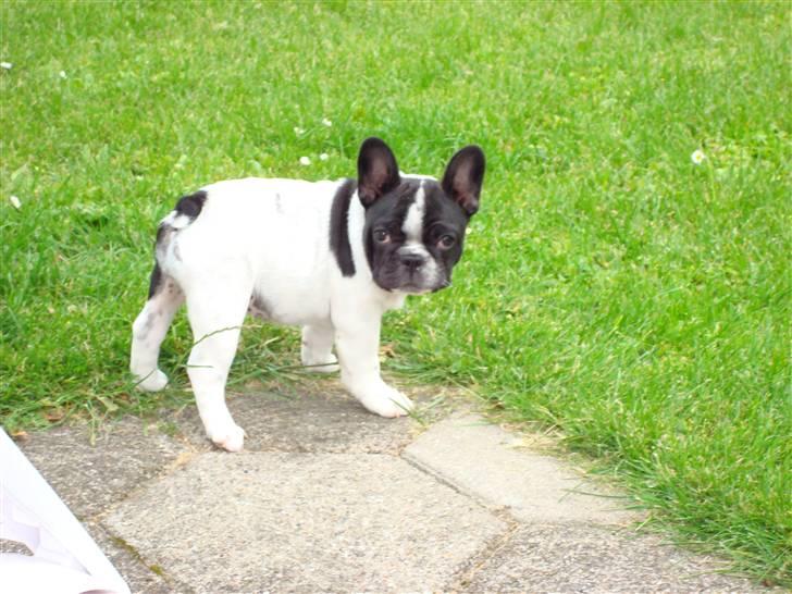 Fransk bulldog Ohio - Ohio, 11 uger billede 15