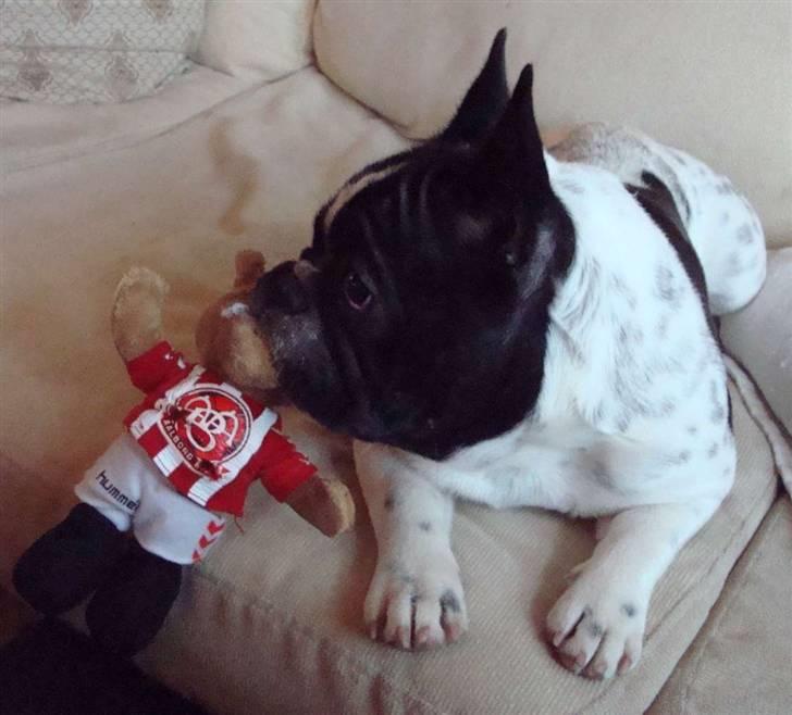 Fransk bulldog Ohio - Aab fan er man vel altid :-) billede 16