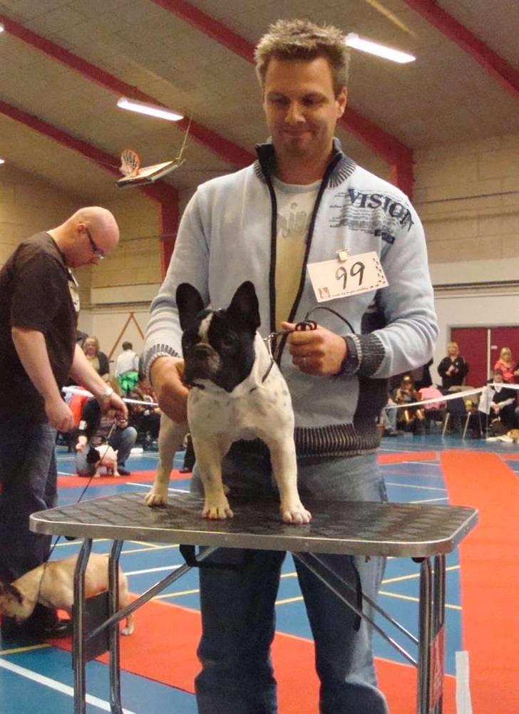 Fransk bulldog Ohio - Ohio til sin første udstilling, bulldog klubbens juleudstilling 2 dec. 2007 billede 17