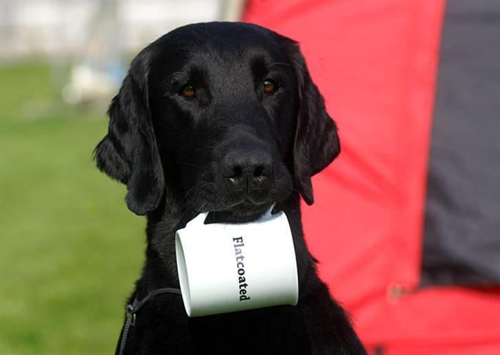 Flat coated retriever Picazzo - Smukke Picazzo billede 1