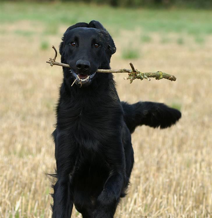 Flat coated retriever Picazzo - Huuuuu hej hvor det går billede 2