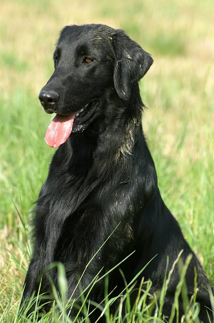 Flat coated retriever Picazzo - Beskidt??? Hva´ snakker du om? billede 3