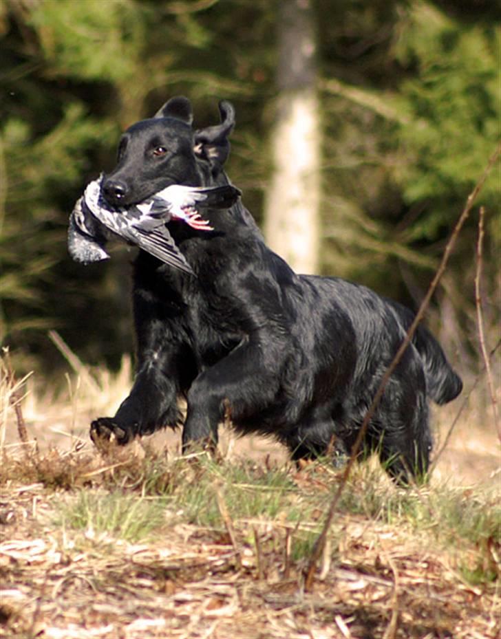 Flat coated retriever Picazzo - Arbejdsglæde!! billede 4
