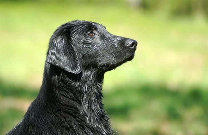 Flat coated retriever Picazzo - Flotte "flatliner" billede 5