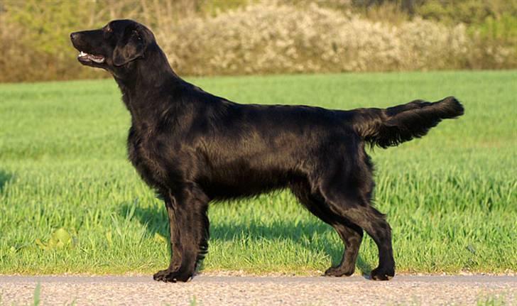 Flat coated retriever Picazzo - Picazzo 12 mdr. gammel og en yderst smuk dreng billede 6