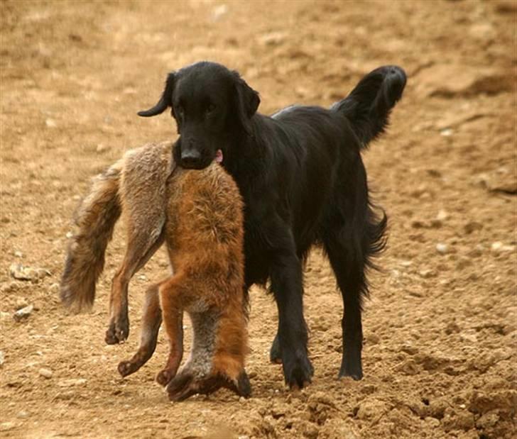 Flat coated retriever Picazzo - Picazzo og en GAMMEL sur ræv... (foto: M. Birkebæk) billede 7