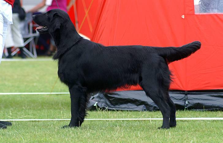 Flat coated retriever Picazzo - På udstilling billede 8