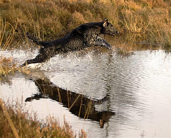 Flat coated retriever Picazzo - Vandpassion billede 9