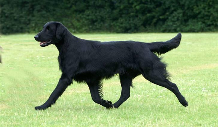 Flat coated retriever Picazzo - Smuk og velgående billede 10