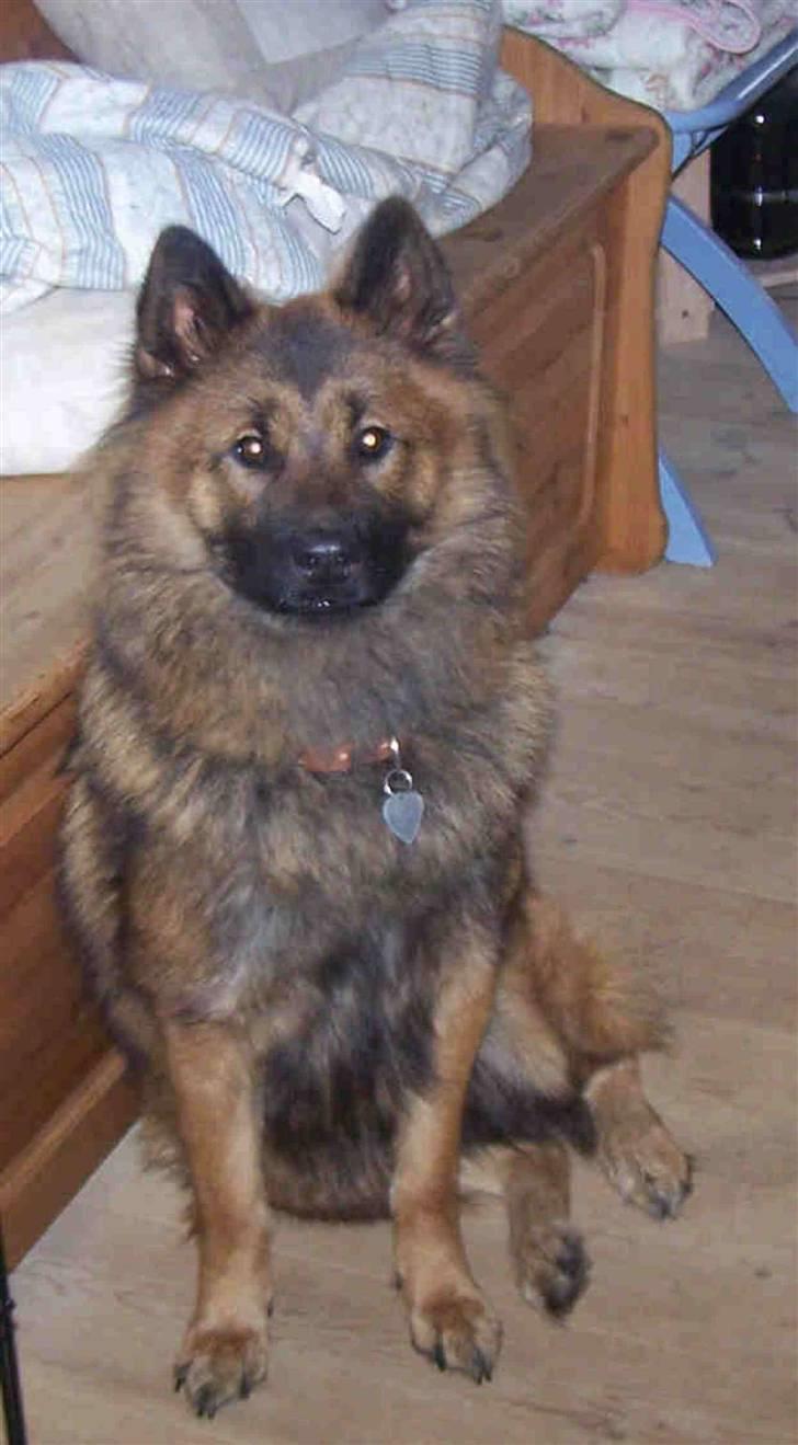 Eurasier E-buffy - NYT nu er jeg blevet lidt større et og et helt år gammel.... billede 7