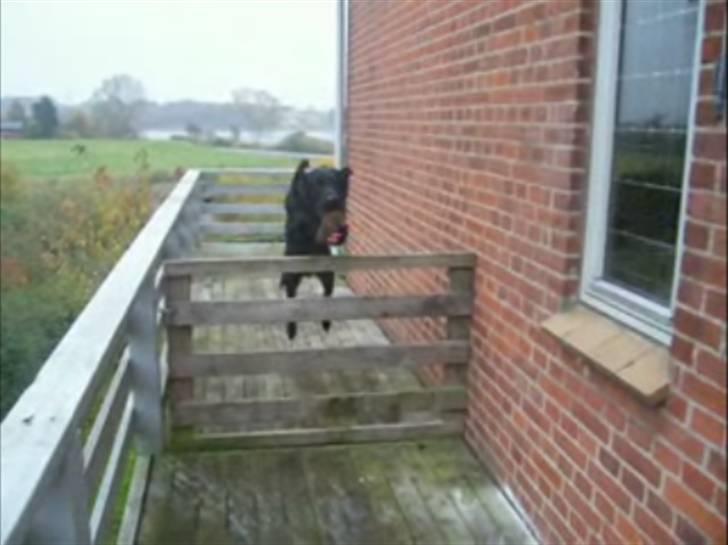 Labrador retriever Batmore-Zulu - miin springer sorry kvaliteten er klippet fra vidio billede 10